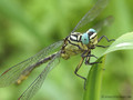 Asiatische Keiljungfer (Gomphus flavipes), Männchen - DE (NI)