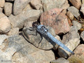 Südlicher Blaupfeil (Orthetrum brunneum), Männchen - FR (Korsika, Balagne)