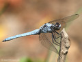 Südlicher Blaupfeil (Orthetrum brunneum), Männchen - FR (Korsika, Balagne)