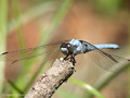 Südlicher Blaupfeil (Orthetrum brunneum), Männchen - FR (Korsika, Balagne)