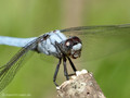 Südlicher Blaupfeil (Orthetrum brunneum), Männchen - FR (Korsika, Balagne)