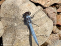 Südlicher Blaupfeil (Orthetrum brunneum), Männchen - FR (Korsika, Balagne)