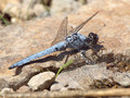 Südlicher Blaupfeil (Orthetrum brunneum), Männchen - FR (Korsika, Balagne)