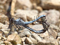Südlicher Blaupfeil (Orthetrum brunneum), Paarungsrad - FR (Korsika, Balagne)