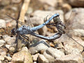 Südlicher Blaupfeil (Orthetrum brunneum), Paarungsrad - FR (Korsika, Balagne)