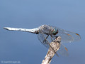 Kleiner Blaupfeil (Orthetrum coerulescens), Männchen - SE (Hallands län)