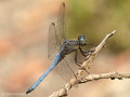 Kleiner Blaupfeil (Orthetrum coerulescens), junges Männchen - FR (Korsika, Balagne)