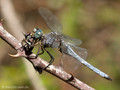 Kleiner Blaupfeil (Orthetrum coerulescens), Männchen mit erbeuteter Fliege - FR (Korsika, Balagne)