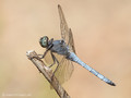 Kleiner Blaupfeil (Orthetrum coerulescens), Männchen - FR (Korsika, Balagne)