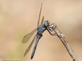 Kleiner Blaupfeil (Orthetrum coerulescens), Männchen - FR (Korsika, Balagne)