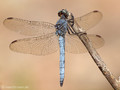 Kleiner Blaupfeil (Orthetrum coerulescens), Männchen - FR (Korsika, Balagne)