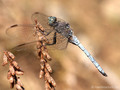 Kleiner Blaupfeil (Orthetrum coerulescens), Männchen - FR (Korsika, Balagne)