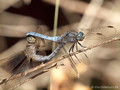 Kleiner Blaupfeil (Orthetrum coerulescens), Paarungsrad - FR (Korsika, Balagne)