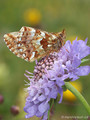 Hochmoor-Perlmuttfalter (Boloria aquilonaris) - CH (Obwalden)