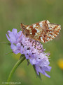 Hochmoor-Perlmuttfalter (Boloria aquilonaris) - CH (Obwalden)