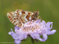 Hochmoor-Perlmuttfalter (Boloria aquilonaris) - CH (Obwalden)