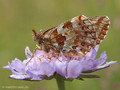 Hochmoor-Perlmuttfalter (Boloria aquilonaris) - CH (Obwalden)