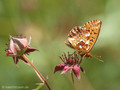 Hochmoor-Perlmuttfalter (Boloria aquilonaris) - DE (SH)