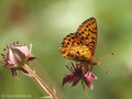 Hochmoor-Perlmuttfalter (Boloria aquilonaris) - DE (SH)