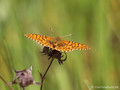 Hochmoor-Perlmuttfalter (Boloria aquilonaris) - DE (SH)