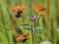 Hochmoor-Perlmuttfalter (Boloria aquilonaris) - DE (SH)