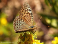 Kardinal (Argynnis pandora), Männchen - FR (Korsika, Balagne)