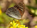 Kardinal (Argynnis pandora), Männchen - FR (Korsika, Balagne)