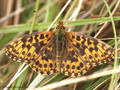 Magerrasen-Perlmuttfalter (Boloria dia) - DE (NI)