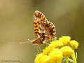 Magerrasen-Perlmuttfalter (Boloria dia) - DE (NI)