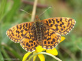 Magerrasen-Perlmuttfalter (Boloria dia) - DE (NI)