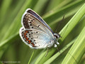 Vogelwicken-Bläuling (Polyommatus amandus), Männchen - DE (SH)