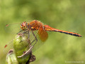 Gefleckte Heidelibelle (Sympetrum flaveolum), Männchen - DE (HH)