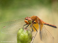Gefleckte Heidelibelle (Sympetrum flaveolum), Männchen - DE (HH)