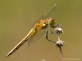 Gefleckte Heidelibelle (Sympetrum flaveolum), Weibchen - DE (HH)