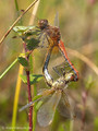 Gefleckte Heidelibelle (Sympetrum flaveolum), Paarungsrad - DE (HH)