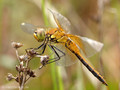 Gefleckte Heidelibelle (Sympetrum flaveolum), unausgefärbtes Männchen - DE (HH)