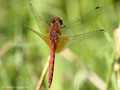 Gefleckte Heidelibelle (Sympetrum flaveolum), Männchen - DE (HH)