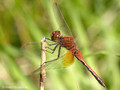 Gefleckte Heidelibelle (Sympetrum flaveolum), Männchen - DE (HH)