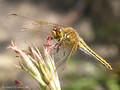 Gefleckte Heidelibelle (Sympetrum flaveolum), Weibchen - DE (HH)