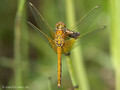 Gefleckte Heidelibelle (Sympetrum flaveolum), unausgefärbtes Männchen - DE (SH)