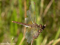 Gefleckte Heidelibelle (Sympetrum flaveolum), altes Weibchen - DE (HH)