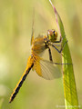 Gefleckte Heidelibelle (Sympetrum flaveolum), unausgefärbtes Männchen - DE (SH)