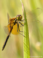 Gefleckte Heidelibelle (Sympetrum flaveolum), unausgefärbtes Männchen - DE (SH)