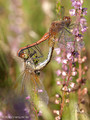 Gefleckte Heidelibelle (Sympetrum flaveolum), Paarungsrad - DE (HH)
