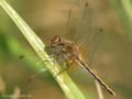 Gefleckte Heidelibelle (Sympetrum flaveolum), Weibchen - DE (SH)