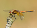 Gefleckte Heidelibelle (Sympetrum flaveolum), Männchen - DE (HH)