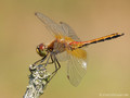 Gefleckte Heidelibelle (Sympetrum flaveolum), Männchen - DE (HH)
