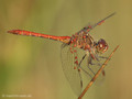 Südliche Heidelibelle (Sympetrum meridionale), Männchen, von Milben befallen - FR (Korsika, Balagne)