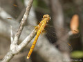 Südliche Heidelibelle (Sympetrum meridionale), junges Weibchen - FR (Korsika, Balagne)