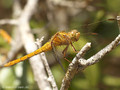 Südliche Heidelibelle (Sympetrum meridionale), junges Weibchen - FR (Korsika, Balagne)